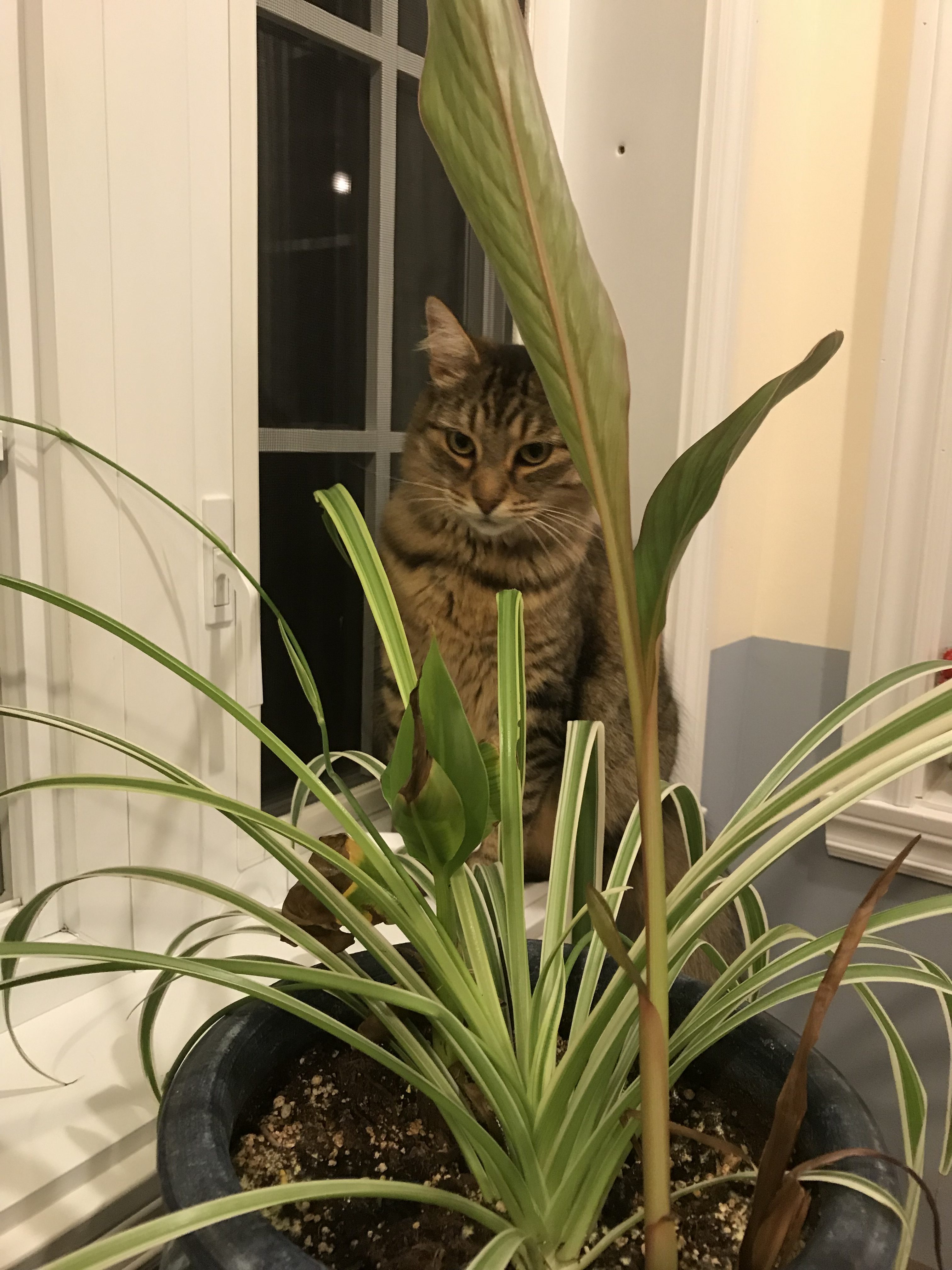 Cat at window, behind plant.