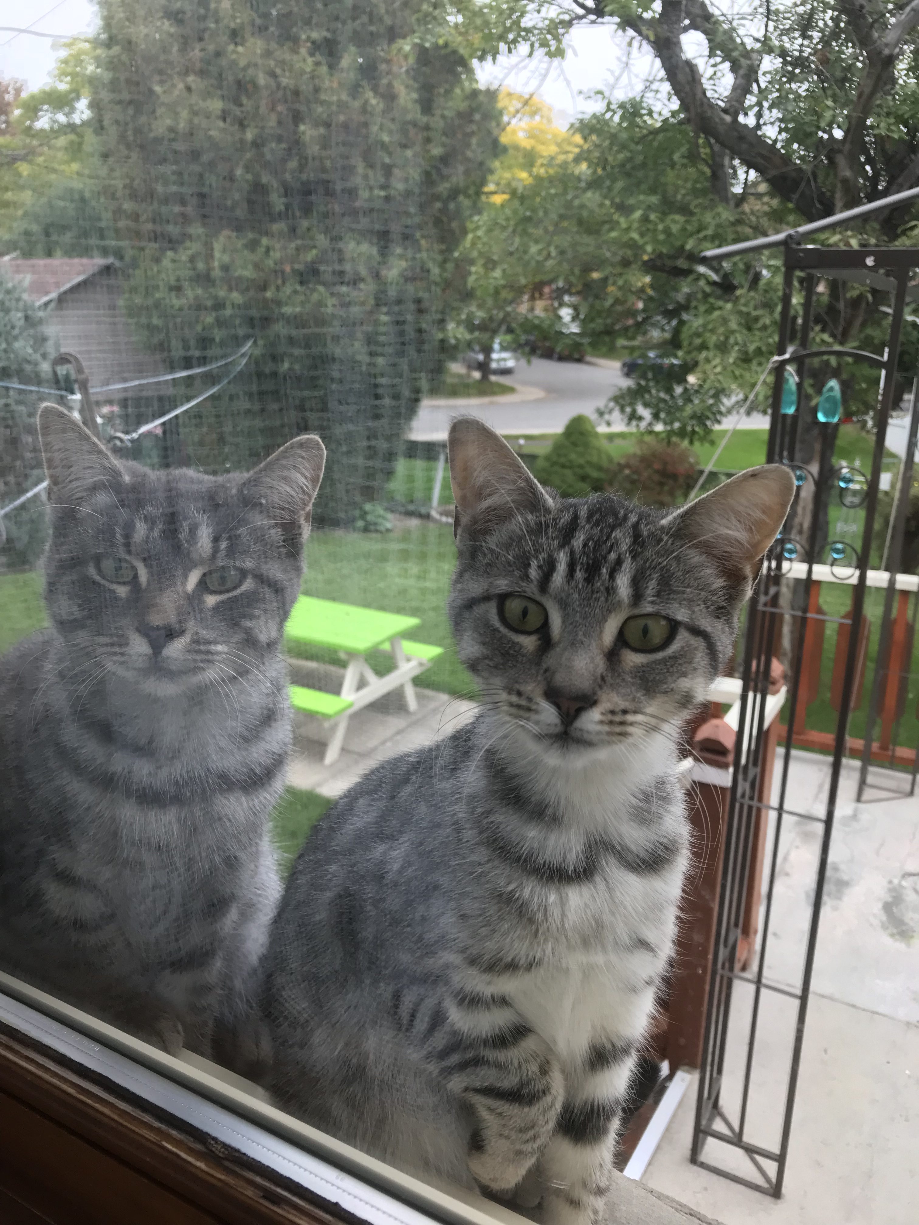 Two kittens looking in through window